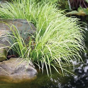 Dwarf Variegated Sweet Flag, a Great Live Pond Plant for Your Water Garden. Filters The koi and Goldfish Pond. Good for Bogs, Plant Shelf