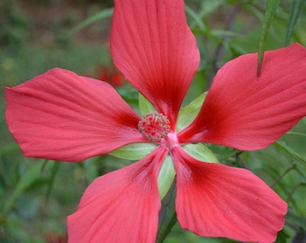 Red Water Hibiscus, a Great Live Pond Plant for Your Water Garden. Filters The koi and Goldfish Pond. Good for Bogs, Plant Shelf Water