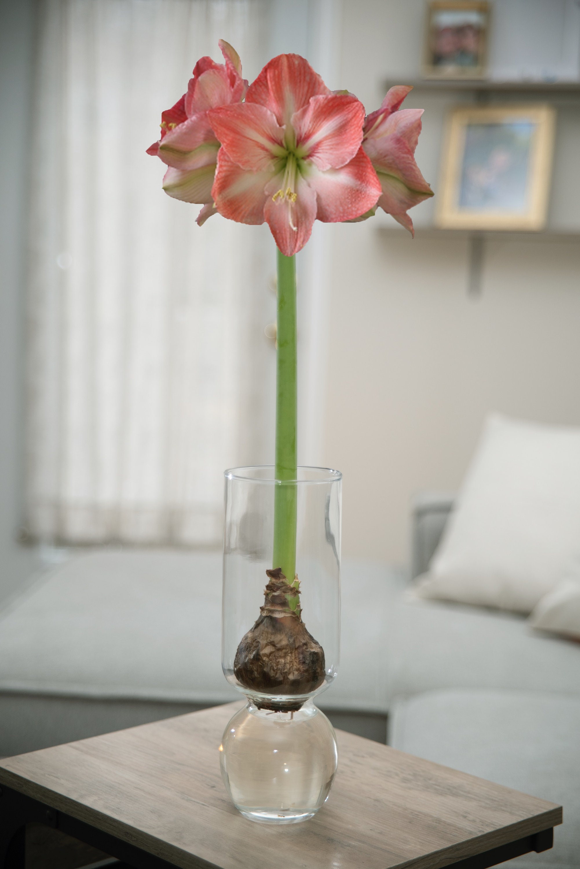 Glass Bulb Vase, Tall Great for Amaryllis Paperwhites Hyacinth Stunning