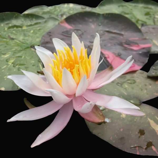 Arc-en-ciel Live Perennial Water Lily Perfect Pond Plant Pre Grown Bare Root Waterlily Outdoor Koi Pond or Container Ponds Lillies Pregrown