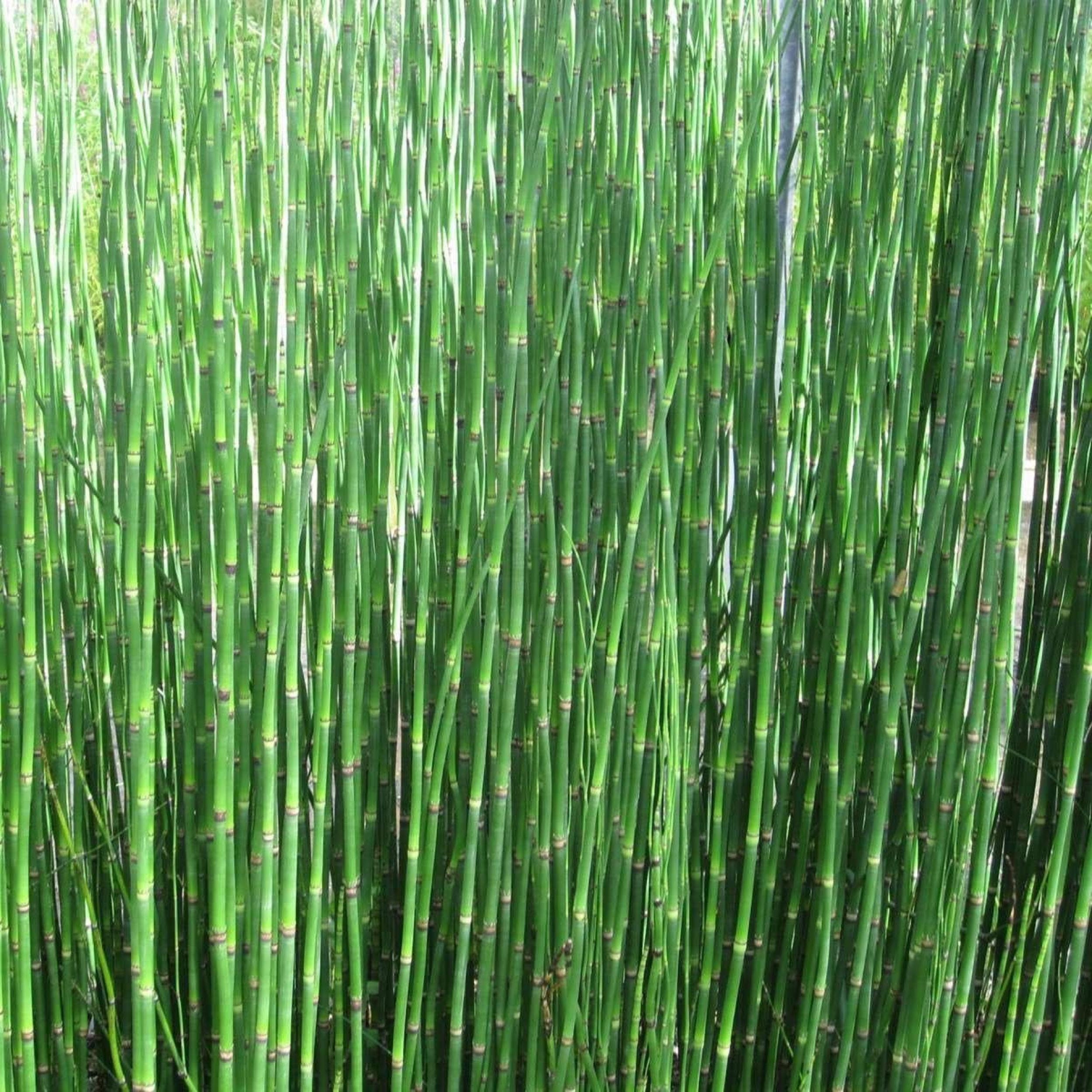 Dwarf Rushes Dwarf Horsetail Rush, a Great Live Pond Plant for Your Water Garden ...