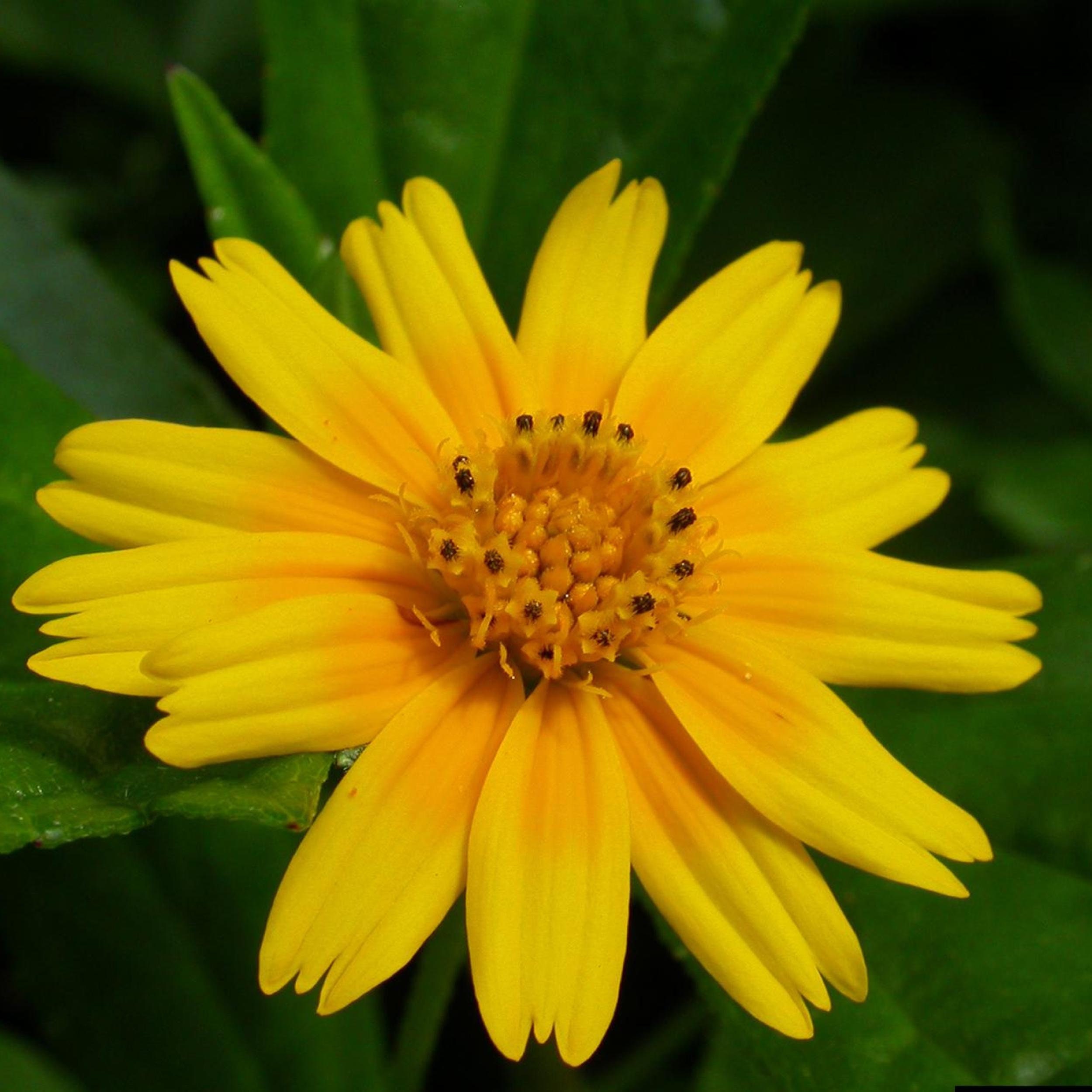 Water Zinnia, a Great Live Pond Plant for Your Water Garden. Filters The koi and Goldfish Pond. Good for Bogs, Plant Shelf Water Shallow