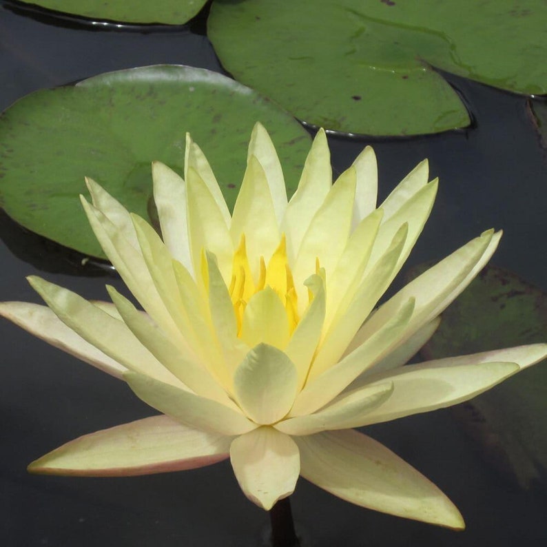 ChalilyPond Texas Dawn Water Lily - Thumbnail 4