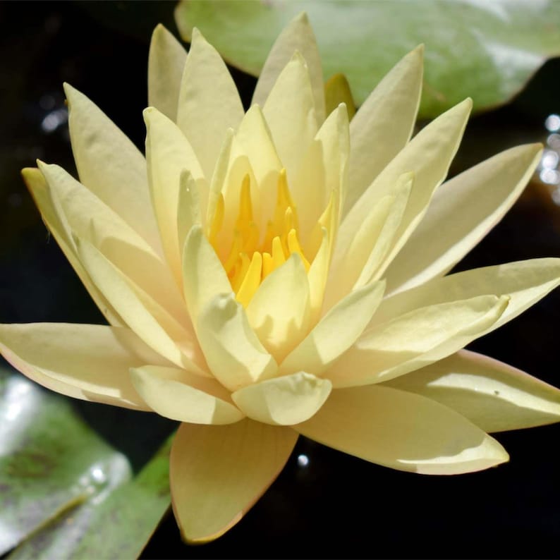 ChalilyPond Texas Dawn Water Lily