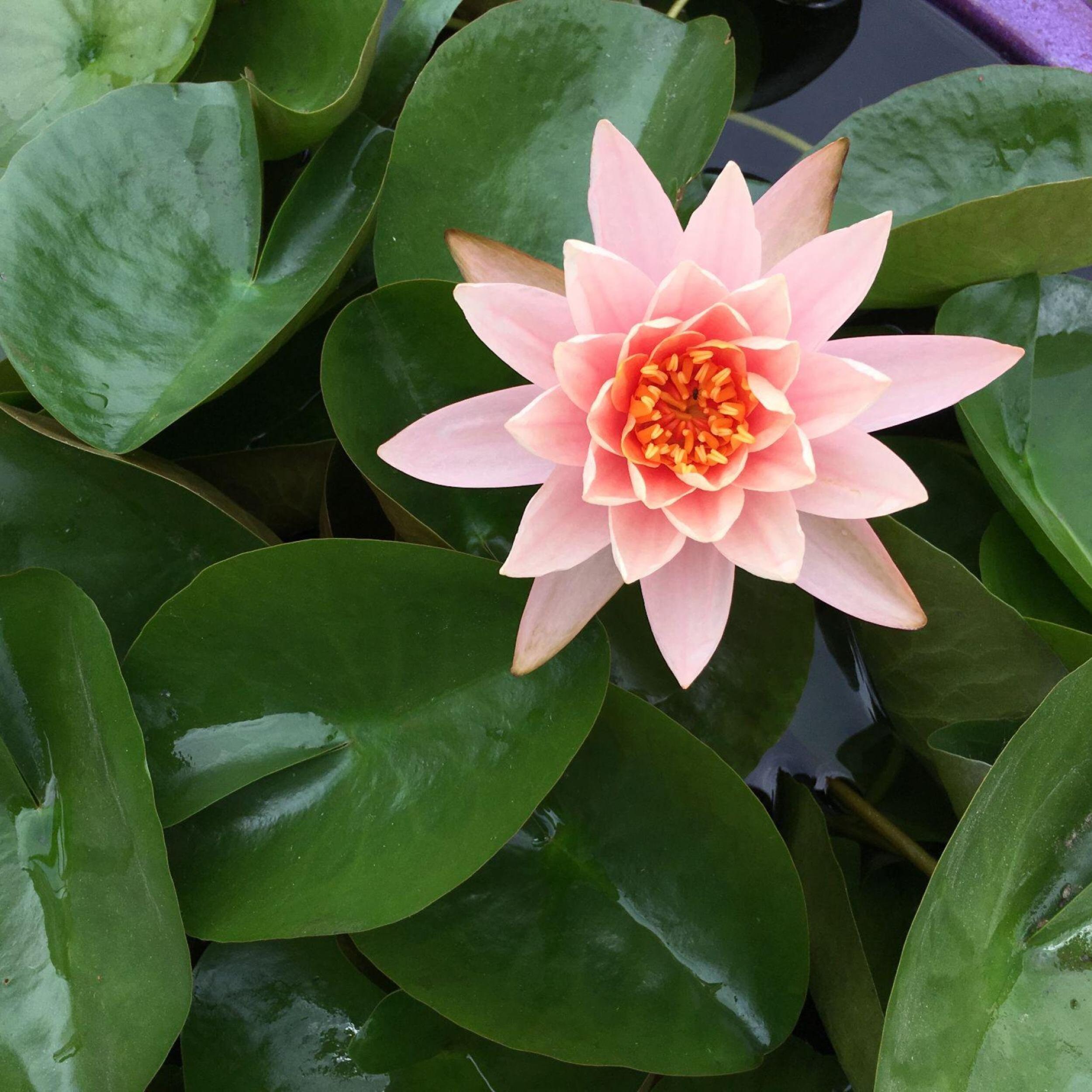 Picture of Chalily Aquatic Gold Soil Perfect for Water Lilies, Lotus, and All ...