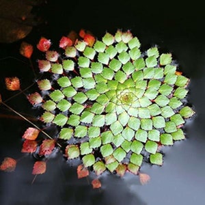May include: A floating aquatic plant with a circular rosette of diamond-shaped green leaves arranged in a spiral pattern. The outer edges of the leaves transition from green to reddish-orange hues, extending outward from the central core.