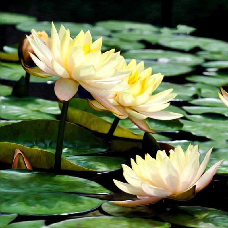Chalily Clyde Ikins Water Lily - Thumbnail 5