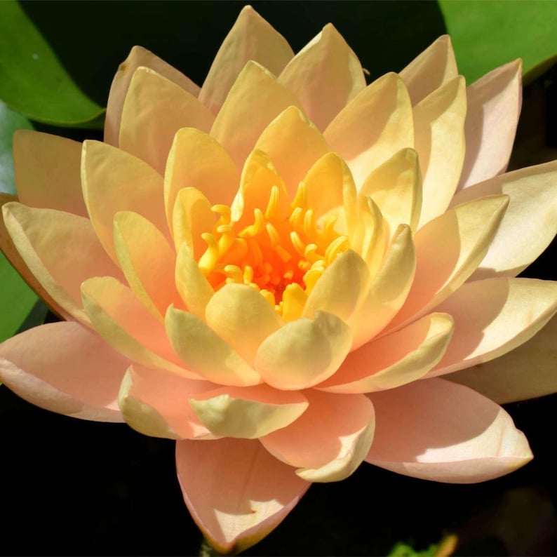 Chalily Clyde Ikins Water Lily