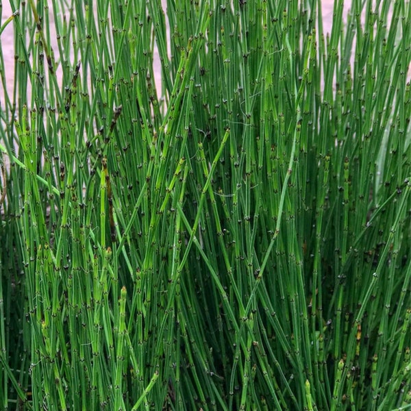 Dwarf Horsetail Rush, a Great Live Pond Plant for Your Water Garden. Filters The koi and Goldfish Pond. Good for Bogs, Plant Shelf Shallow