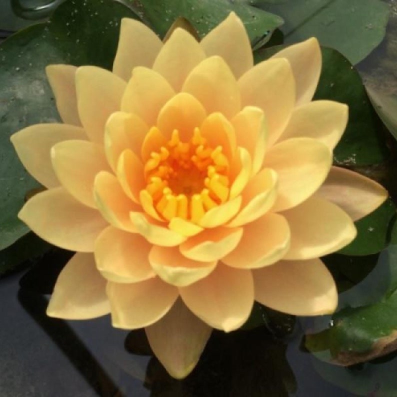Chalily Clyde Ikins Water Lily - Thumbnail 4