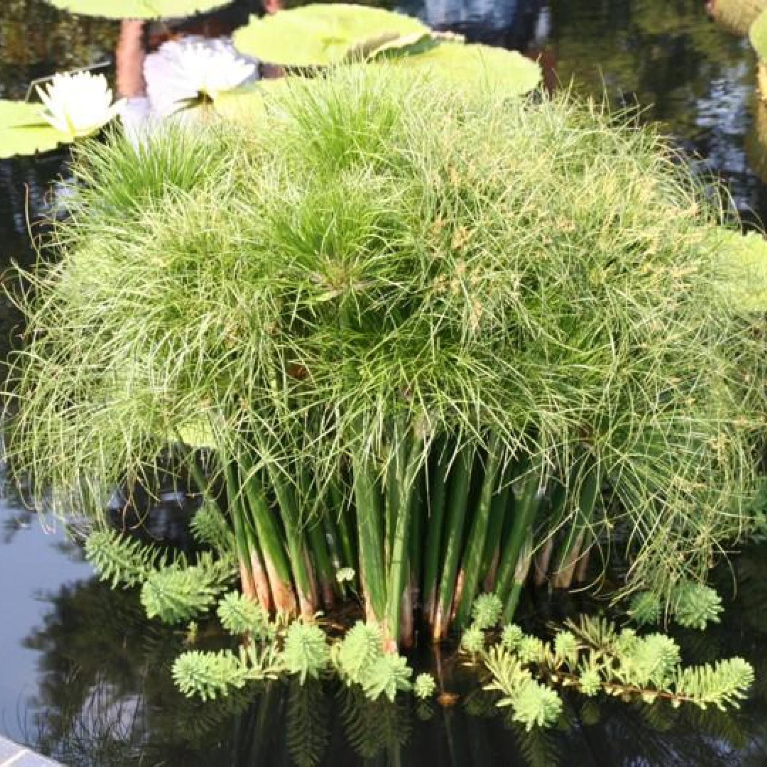 Dwarf Giant Papyrus a Great Live Pond Plant for Your Water Etsy