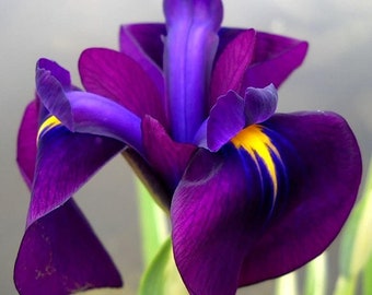 Japanese Variegated Iris, a Great Live Pond Plant for Your Water Garden. Filters The koi and Goldfish Pond. Good for Bogs, Plant Shelf Water