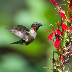 Cardinal Flower, a Great Live Pond Plant for Your Water Garden. Filters The koi and Goldfish Pond. Good for Bogs, Plant Shelf Water Shallow