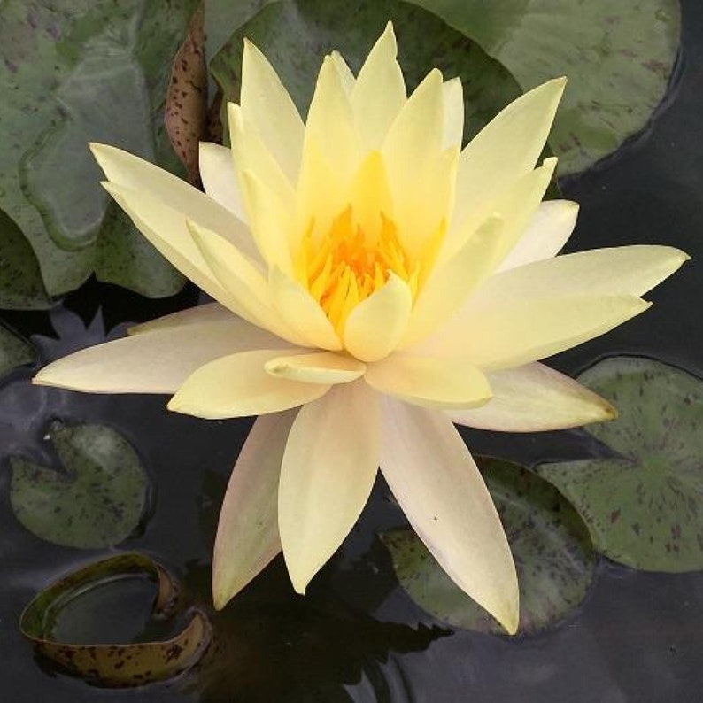 ChalilyPond Texas Dawn Water Lily - Thumbnail 2