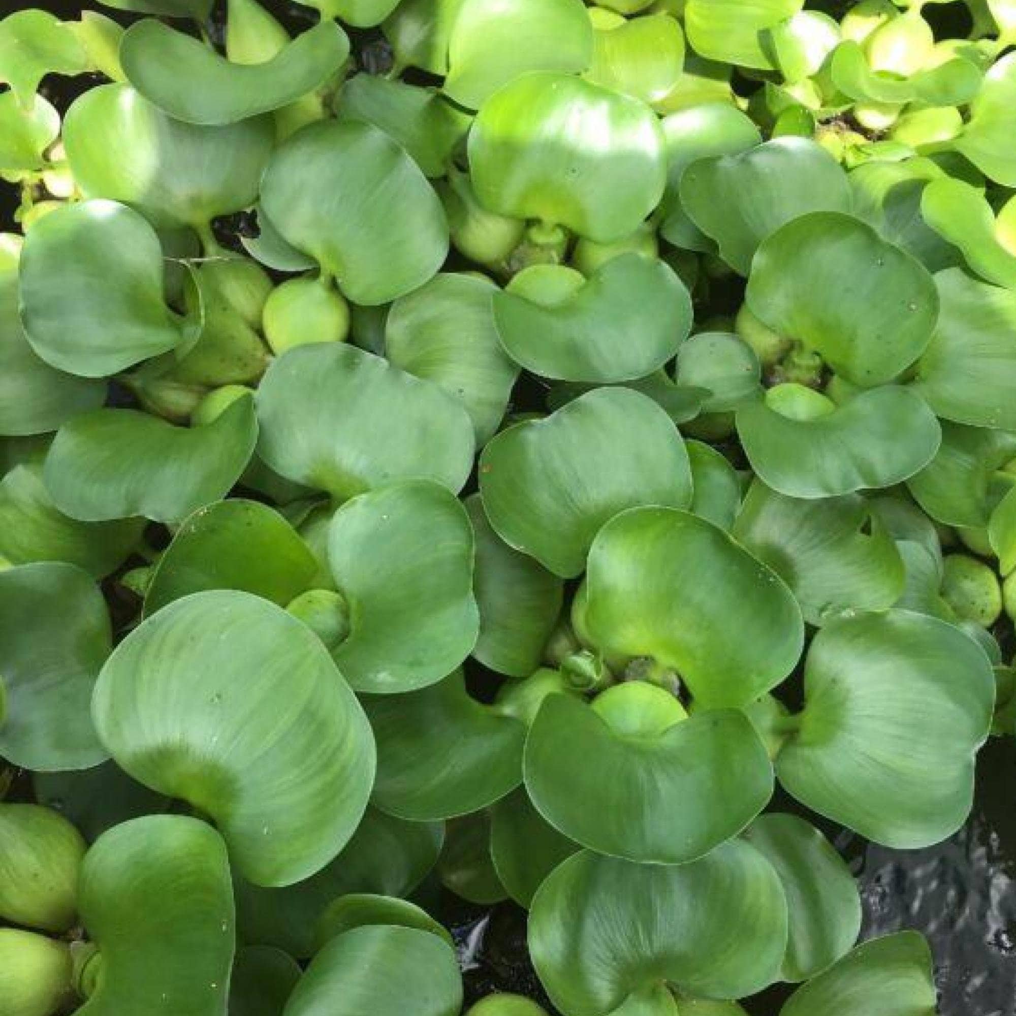 Water Hyacinth Floating Pond Plants Live Aquatic Plant Great for Koi