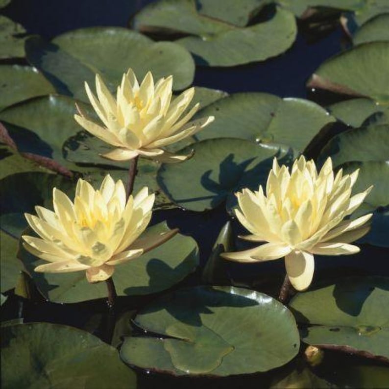 ChalilyPond Texas Dawn Water Lily - Thumbnail 5