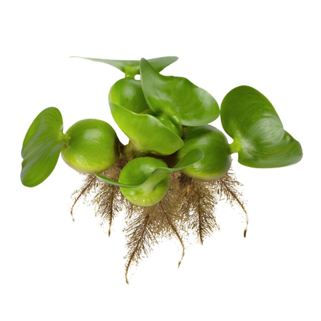 Water Hyacinth Floating Pond Plants Live Aquatic Plant Great for Koi