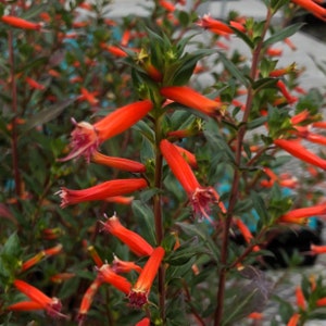 Fire Cracker, a Great Live Pond Plant for Your Water Garden. Filters The koi and Goldfish Pond. Good for Bogs, Plant Shelf Water Shallow