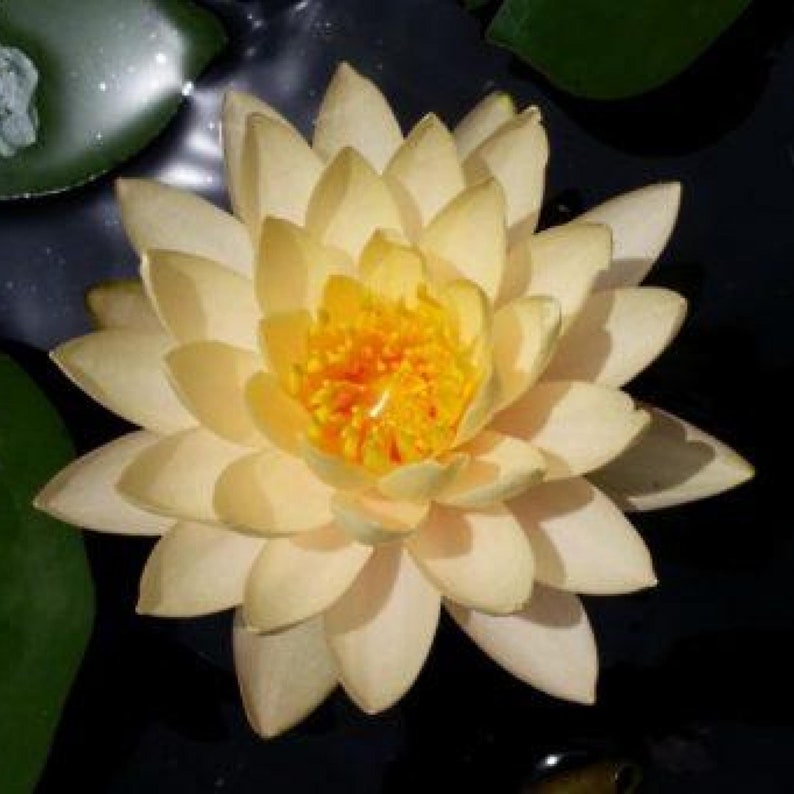 Chalily Clyde Ikins Water Lily - Thumbnail 2