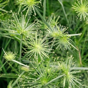 May include: A close-up of a cluster of green papyrus plants with feathery, star-shaped flower heads.