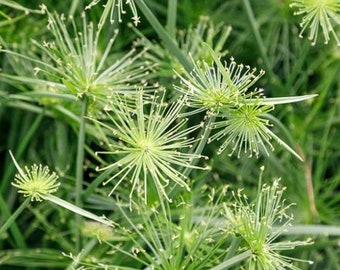 Dwarf Papyrus, a Great Live Pond Plant for Your Water Garden. Filters The koi and Goldfish Pond. Good for Bogs, Plant Shelf Water Shallow