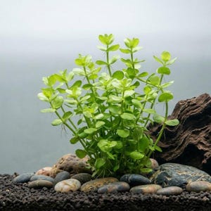 May include: A vibrant green aquatic plant with multiple upright stems and rounded leaves, featuring small root filaments growing from the nodes. The plant is situated among smooth, multicolored river stones and dark, textured driftwood.