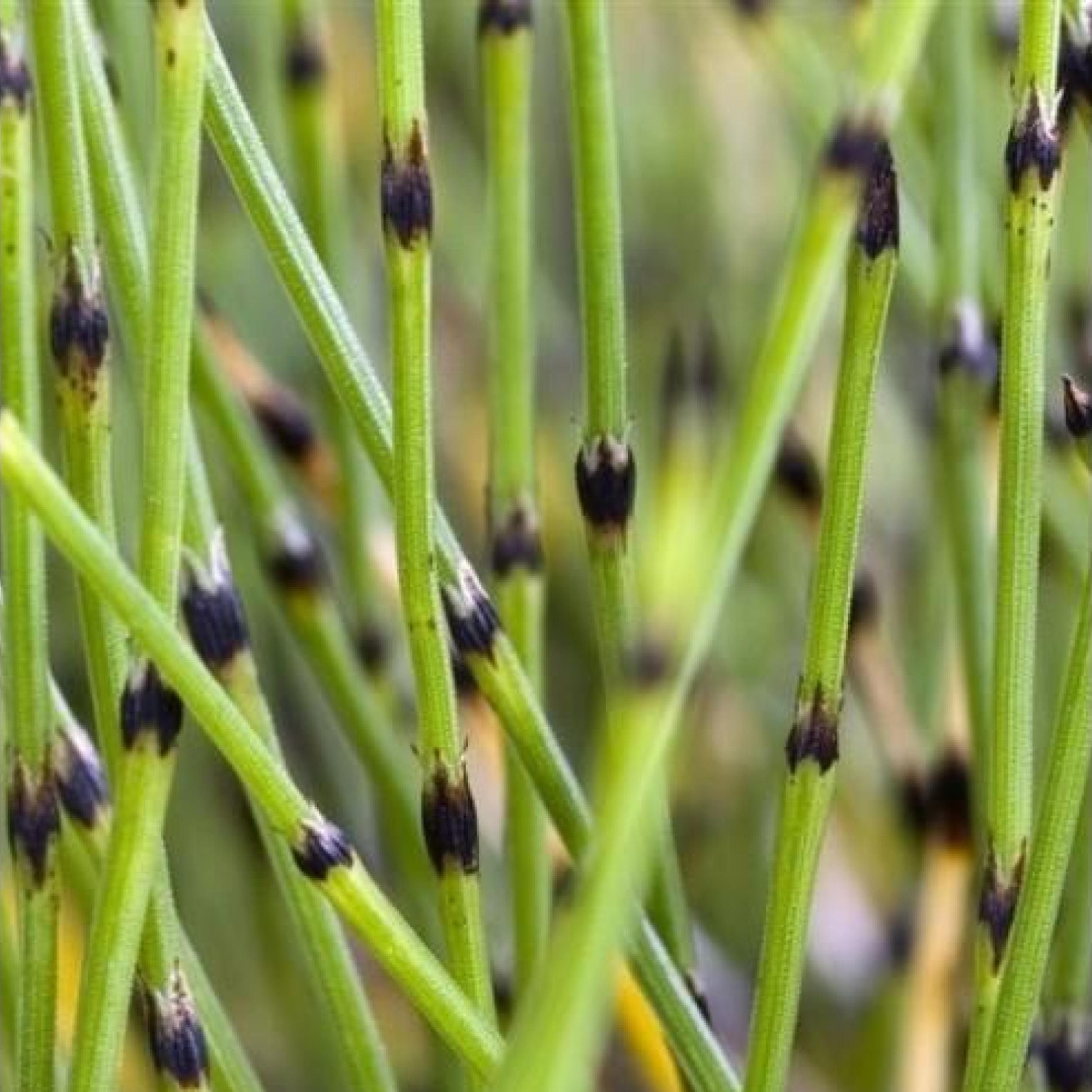Dwarf Rushes Dwarf Horsetail Rush, a Great Live Pond Plant for Your Water Garden ...