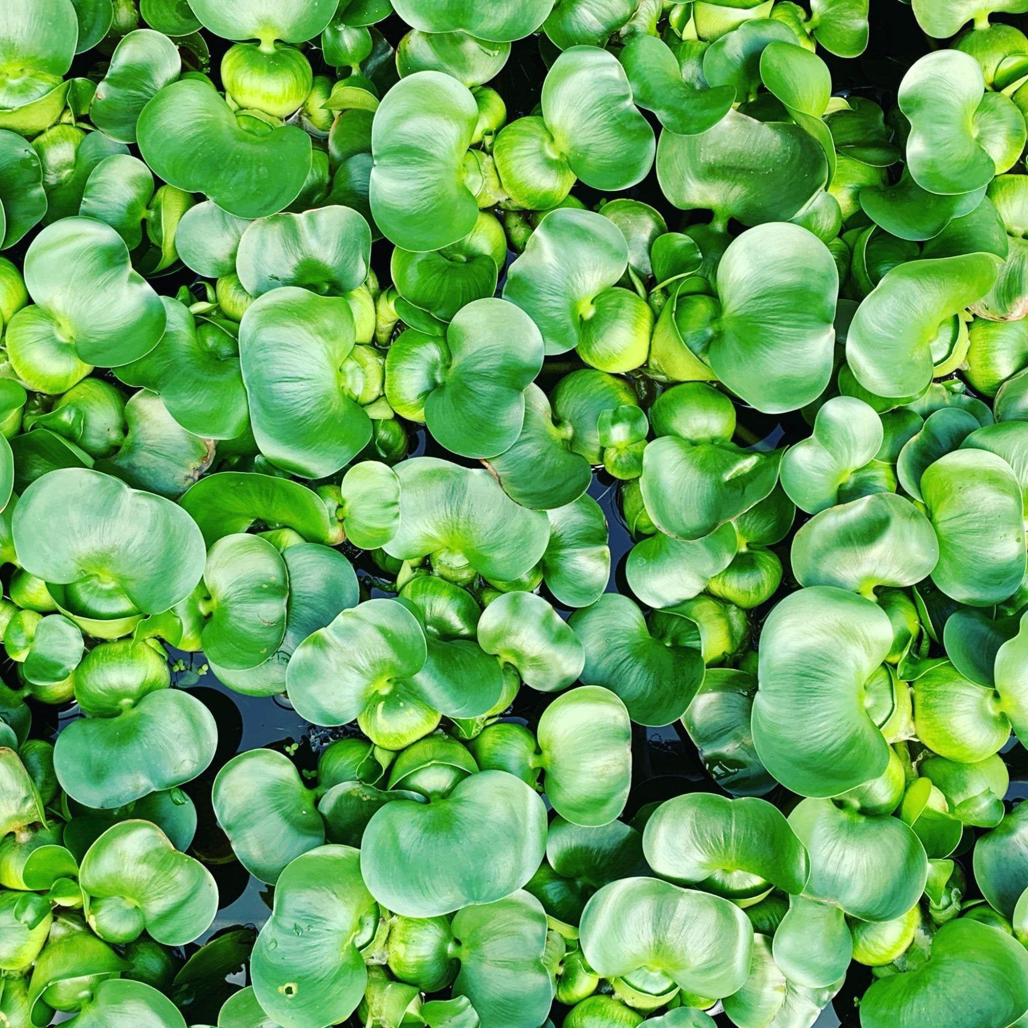 Water Hyacinth Floating Pond Plants Live Aquatic Plant Great for Koi