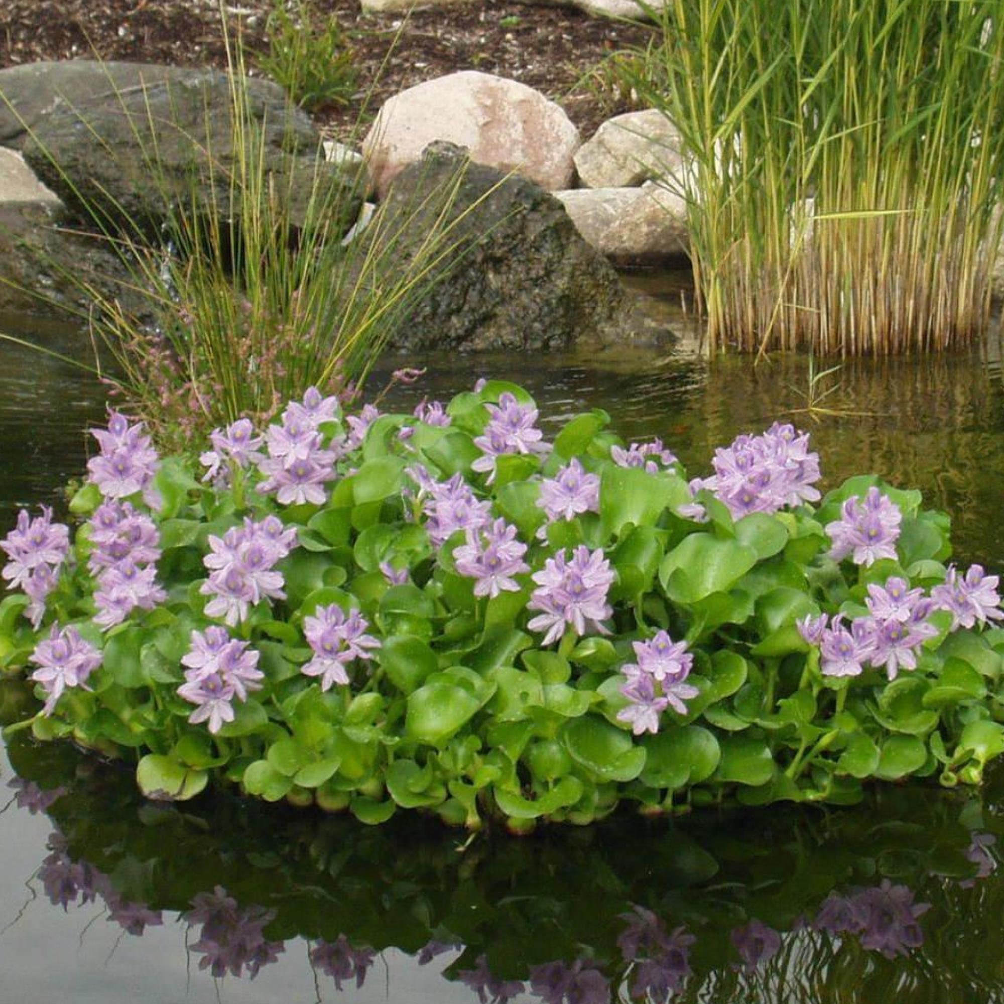 Water Hyacinth Floating Pond Plants Live Aquatic Plant Great for Koi