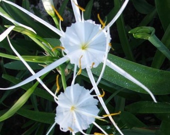 Spider Lily, a Great Live Pond Plant for Your Water Garden. Filters The koi and Goldfish Pond. Good for Bogs, Plant Shelf Shallow