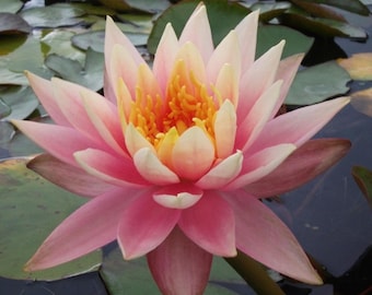 Barbara Dobbins Live Perennial Water Lily Perfect Pond Plant Pre Grown Bare Root Waterlily Outdoor Koi Pond or Container Ponds Lillies Lilly