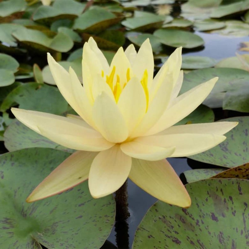 ChalilyPond Texas Dawn Water Lily - Thumbnail 3