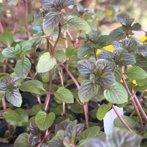 Peppermint Plant, Organically Potted, Natural, Herb Garden, Bee Pollinator, Tea Herb