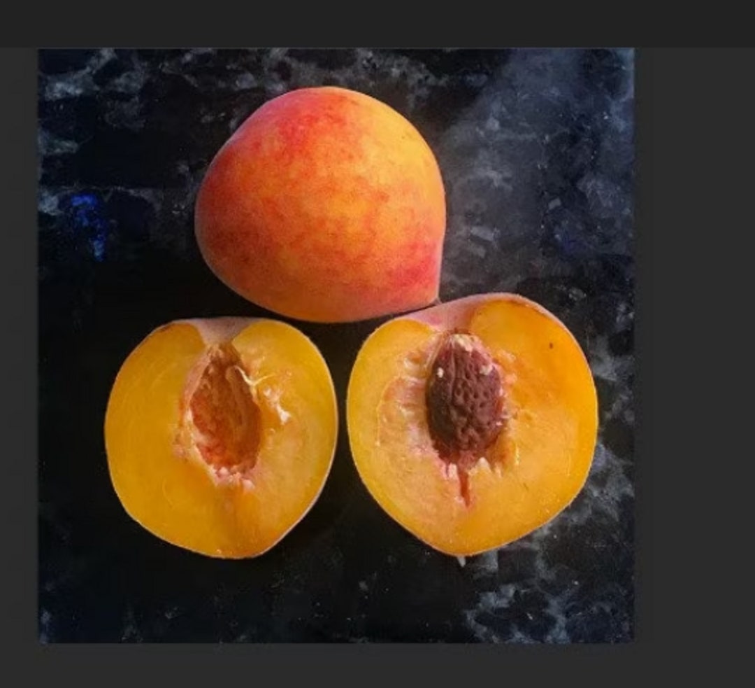 3 Tropic Sweet Peach Trees Grafted 24 Feet Tall Tropical Etsy