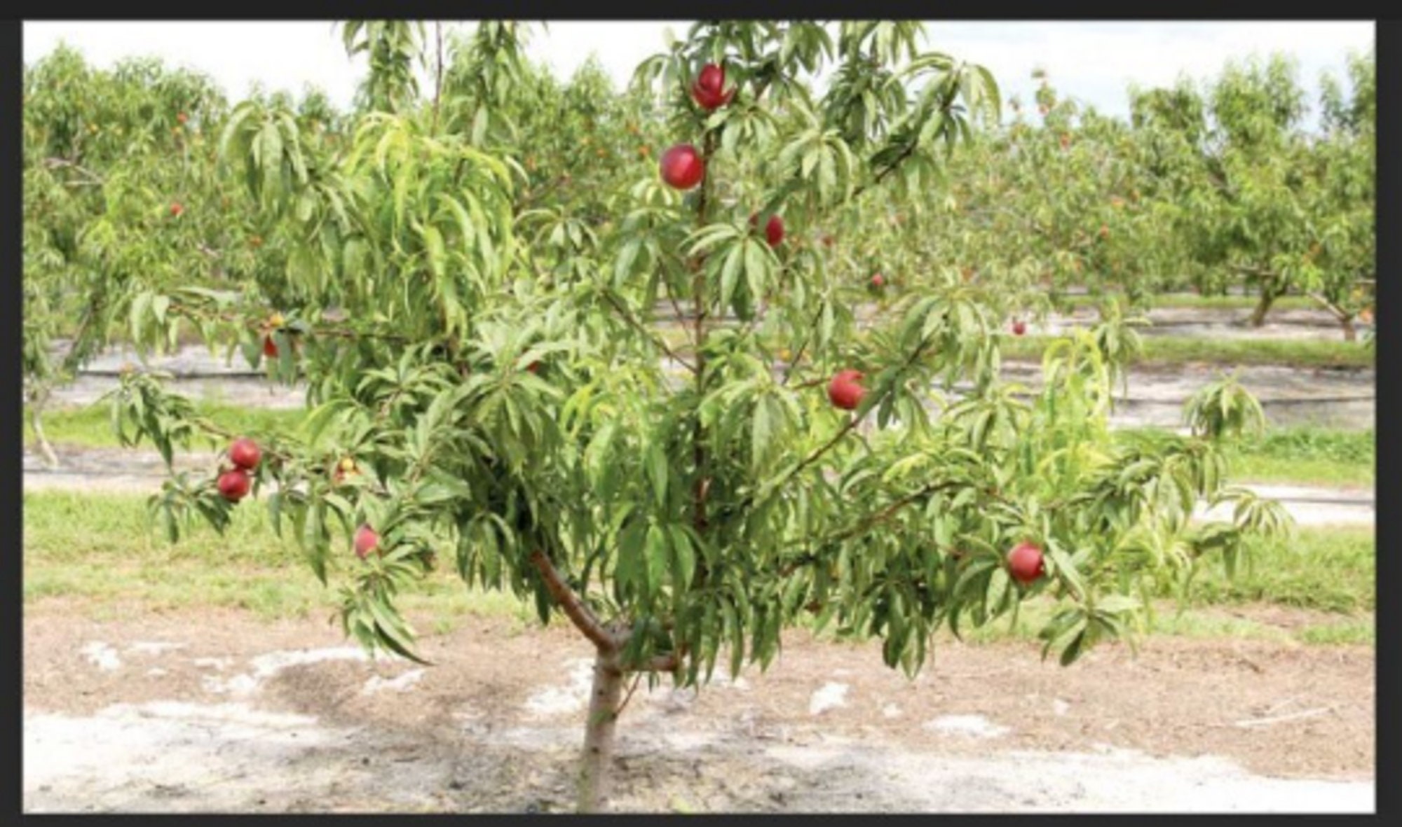 3 Tropic Beauty Peach Trees Grafted 2 4 Feet Tall Tropical Etsy