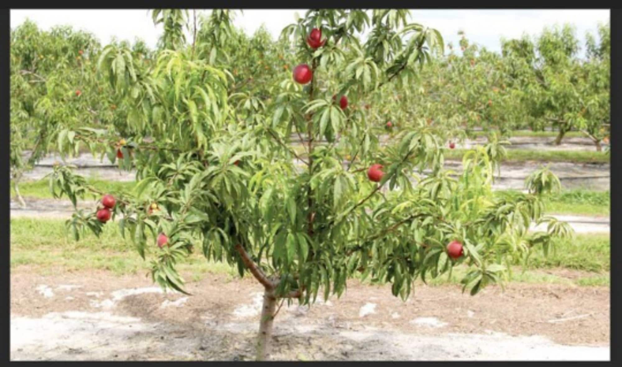 3 Tropic Beauty Peach Trees Grafted 24 Feet Tall Tropical Etsy