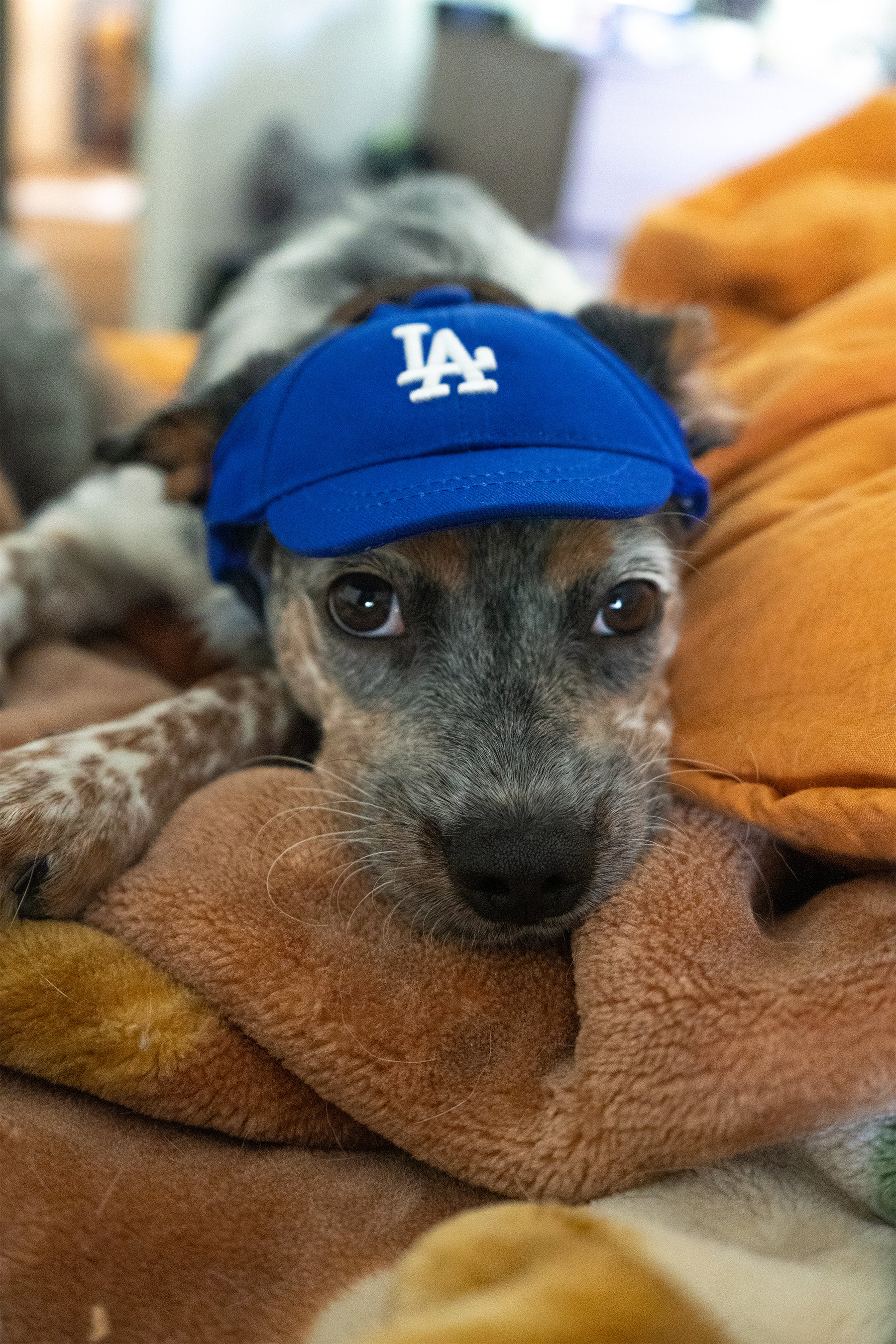 Los Angeles Dodgers Dog Baseball Cap