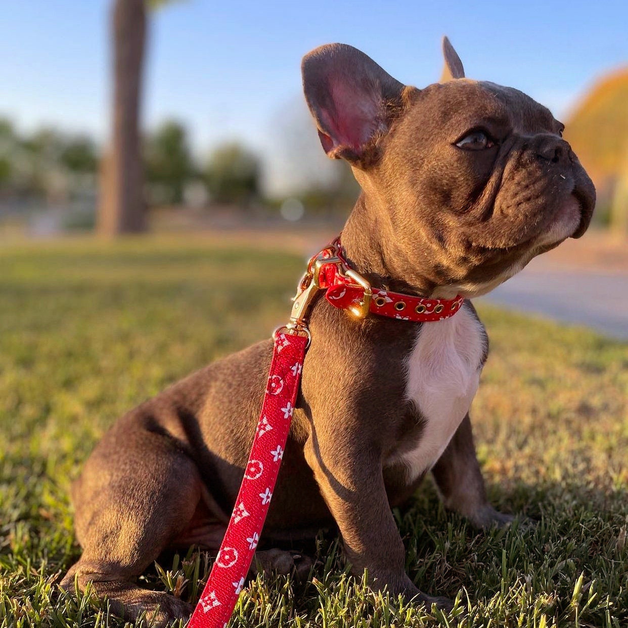 DOG CHEWY LOUIS HARNESS AND LEAD