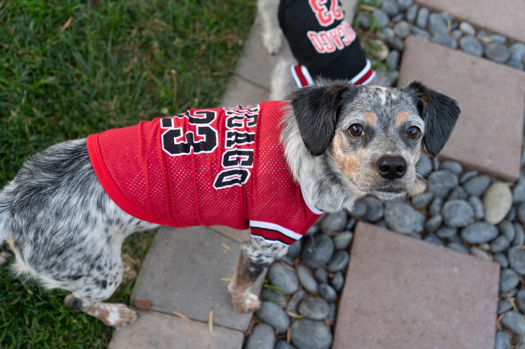  2-Piece Dog T-Shirts, Summer Dog Basketball T-Shirts