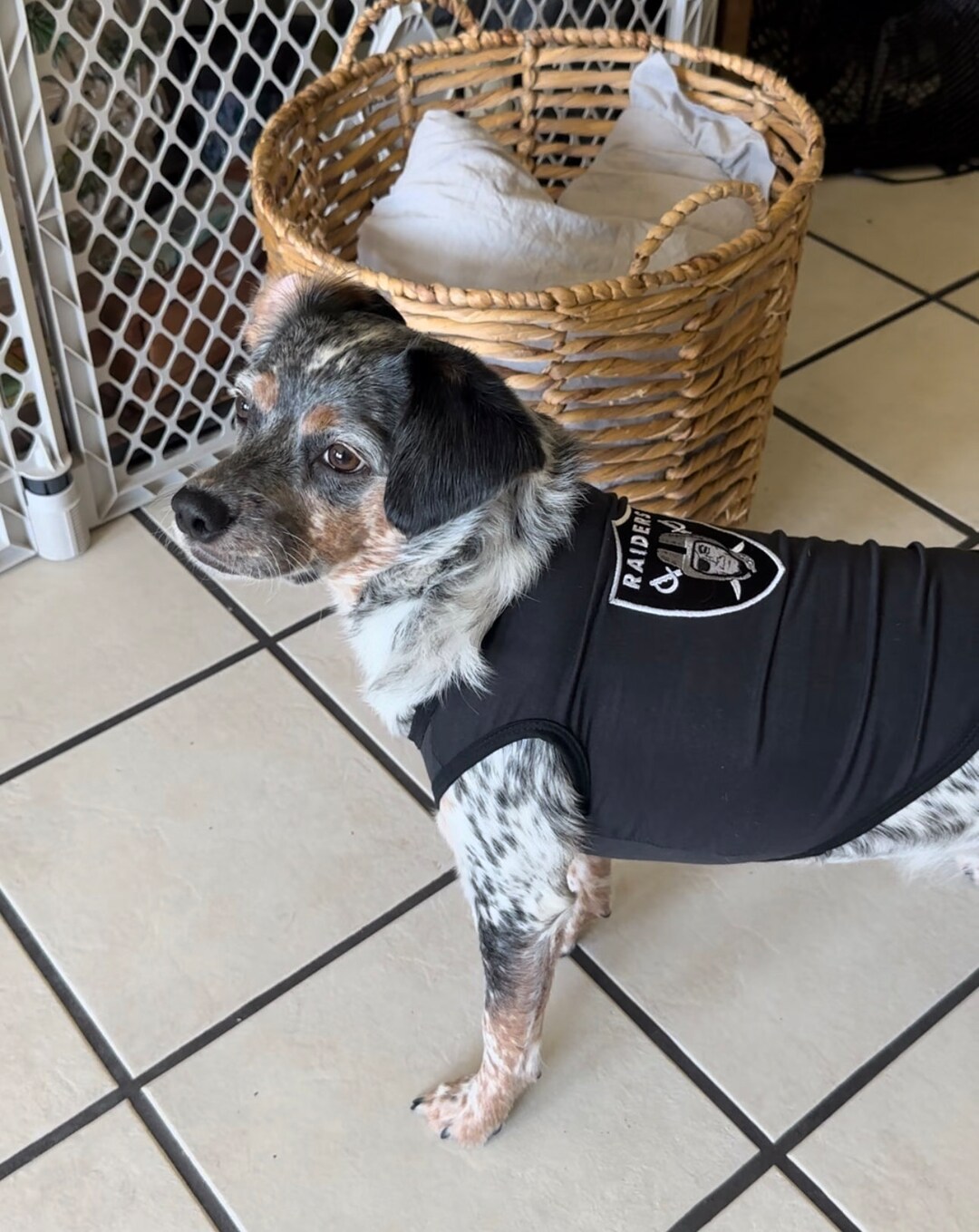 Dog Shirt Raiders Logo Dog Shirt Black With Embroidery Logo Etsy