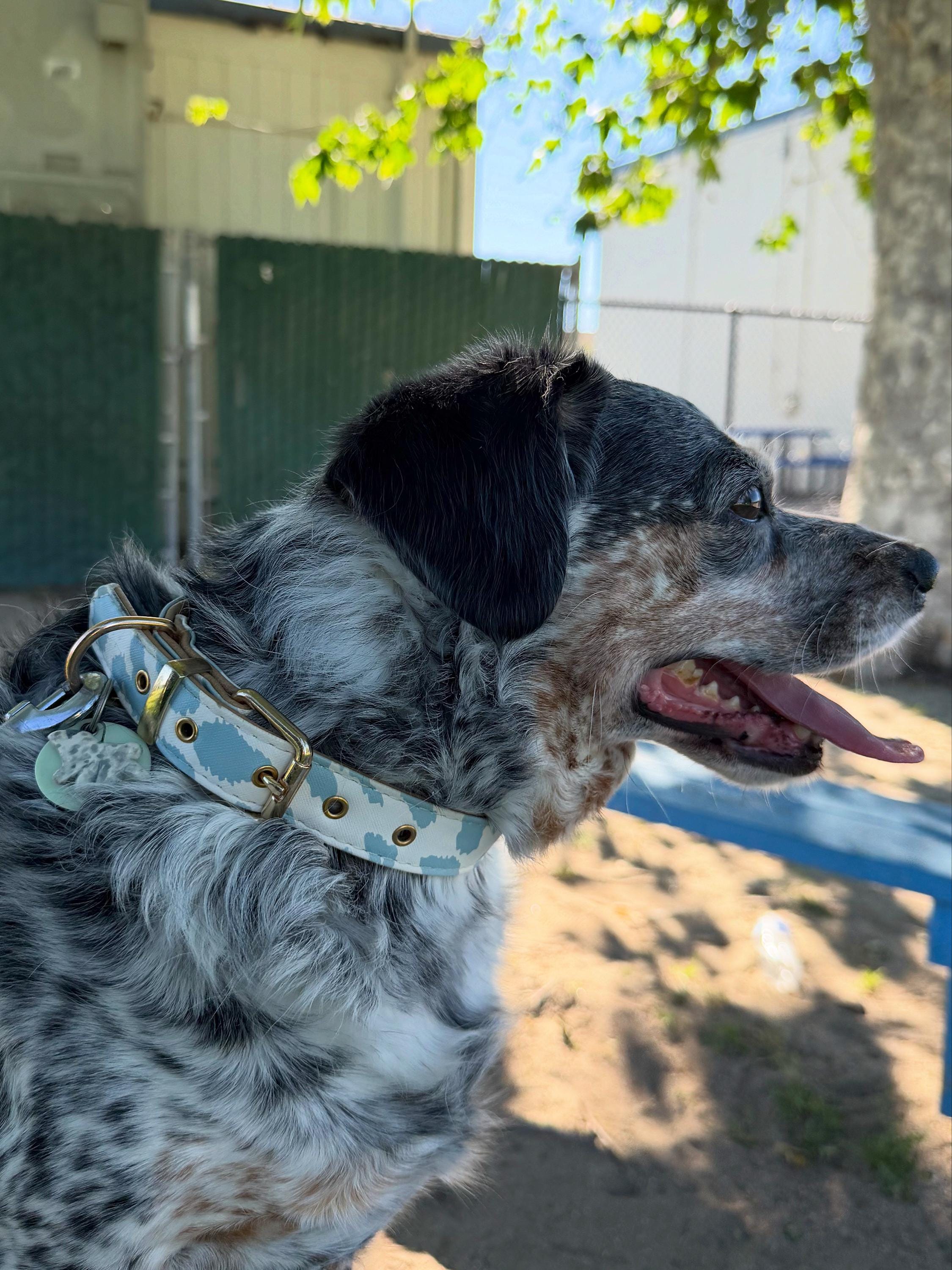 Kuh Print Hundehalsband - PU Leder - stylisches Tierhalsband. - Etsy.de