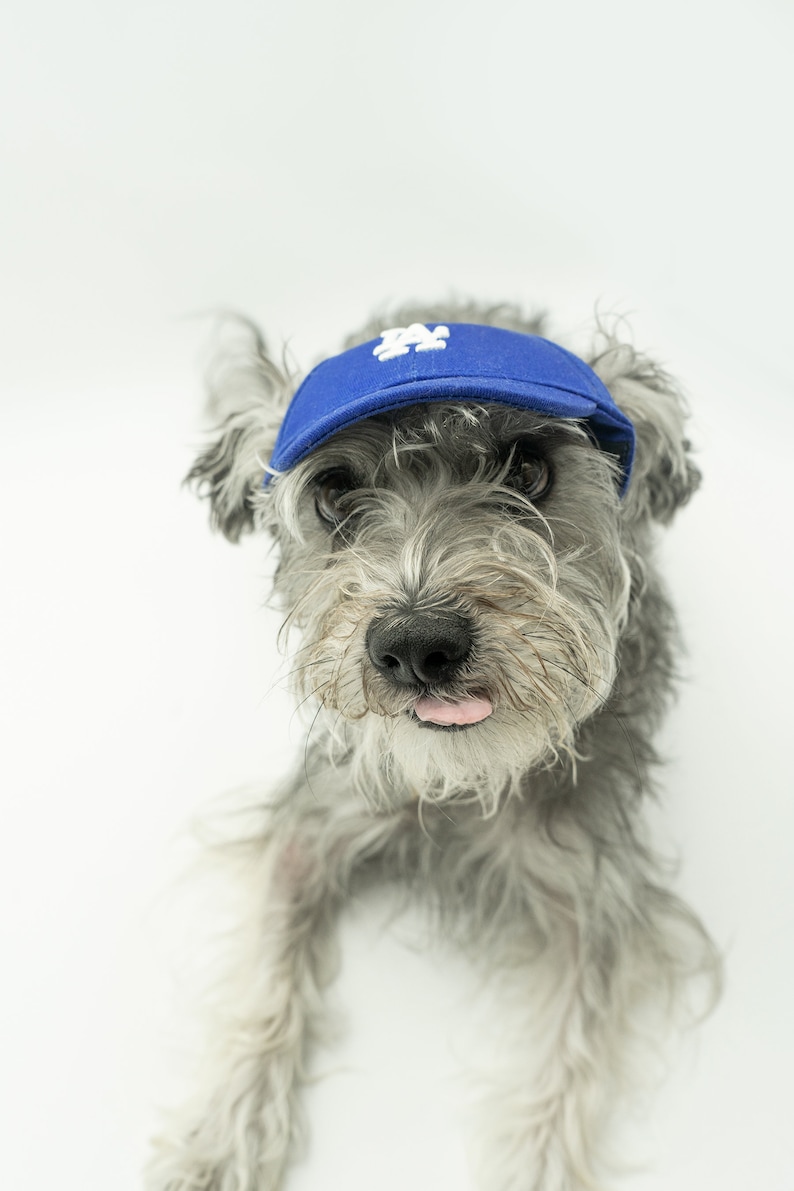 Dodgers Baseball Hat for Dogs. LA Dog Hat. Custom Embroidery Available