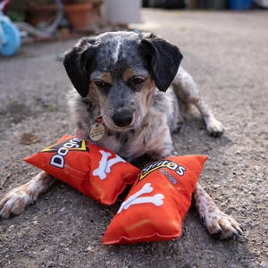 May include: A blue and white dog with a black nose is laying on the ground with two orange and white dog toys. The toys are shaped like bags of chips and have the words "Doggitos" and "Snitres" printed on them.