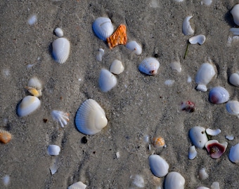Seashell Printable Art, Coastal Wall Decor Download, Beach Shell Photo, Ocean Digital Print