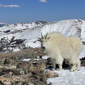 Colorado 14&#39;er Mountain Goat