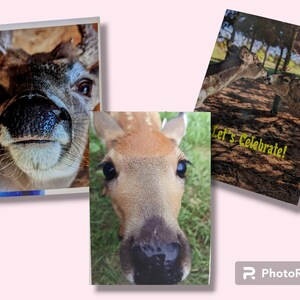 Deer Cards For All Celebratory Events