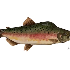 Pink Salmon Portrait - Giclée Kunstdruck