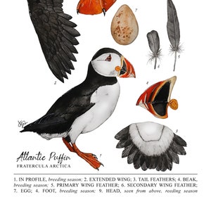 Papageitaucher - Fratercula arctica Poster - Giclée Art Print