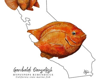 California State Marine Fish - Garibaldi Damselfish Poster - Giclée Art Print