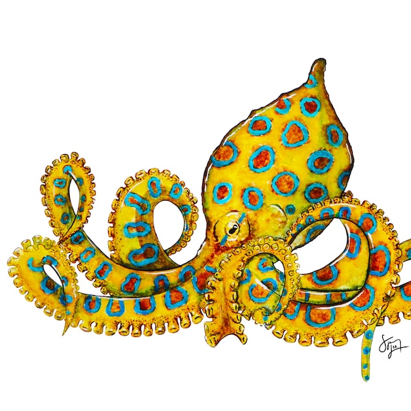 Blue-Ringed Octopus Species Portrait - Giclée Art Print